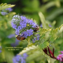 Location: In my garden
Date: 2015-08-30
#Pollination #Bee