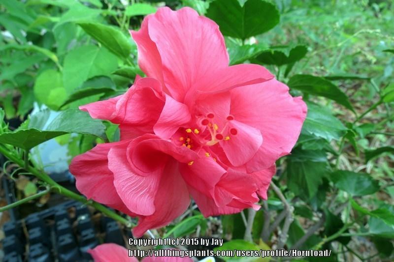 Photo of Tropical Hibiscus (Hibiscus rosa-sinensis 'Celia') uploaded by Horntoad