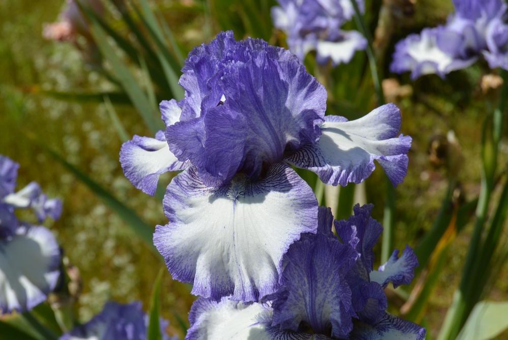 Photo of Tall Bearded Iris (Iris 'Tay Daum') uploaded by KentPfeiffer