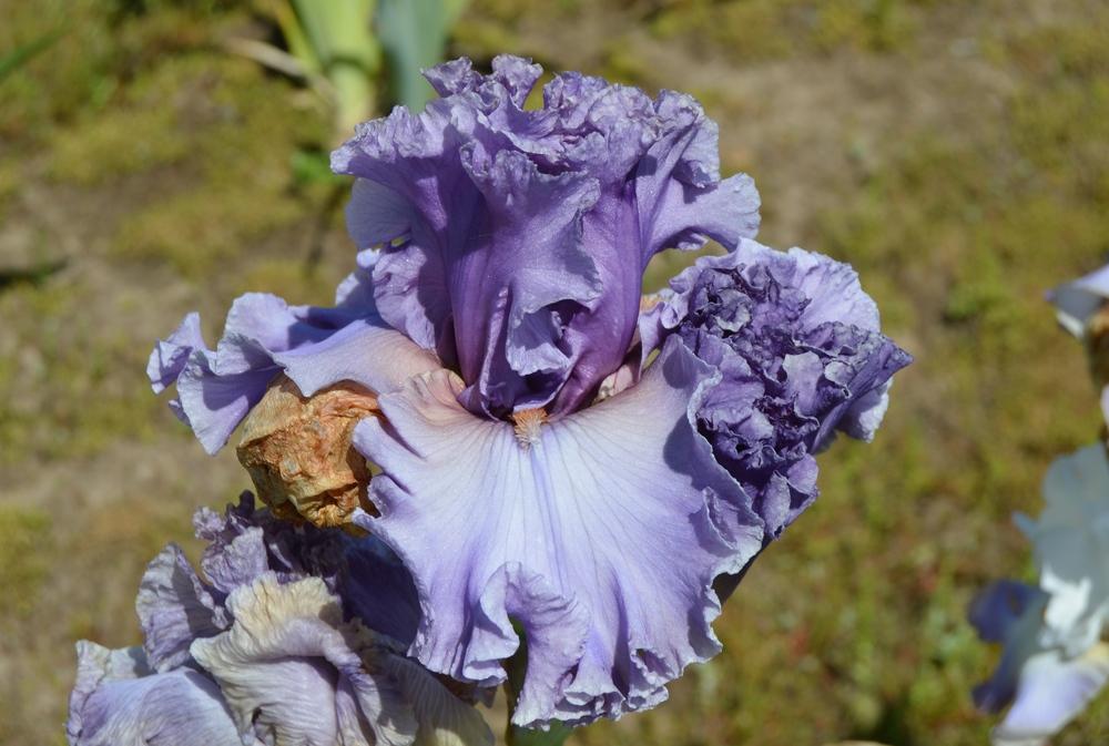 Photo of Tall Bearded Iris (Iris 'Taffeta Princess') uploaded by KentPfeiffer