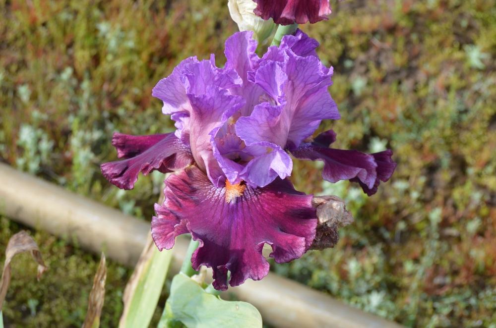 Photo of Tall Bearded Iris (Iris 'Tempo Rouge') uploaded by KentPfeiffer