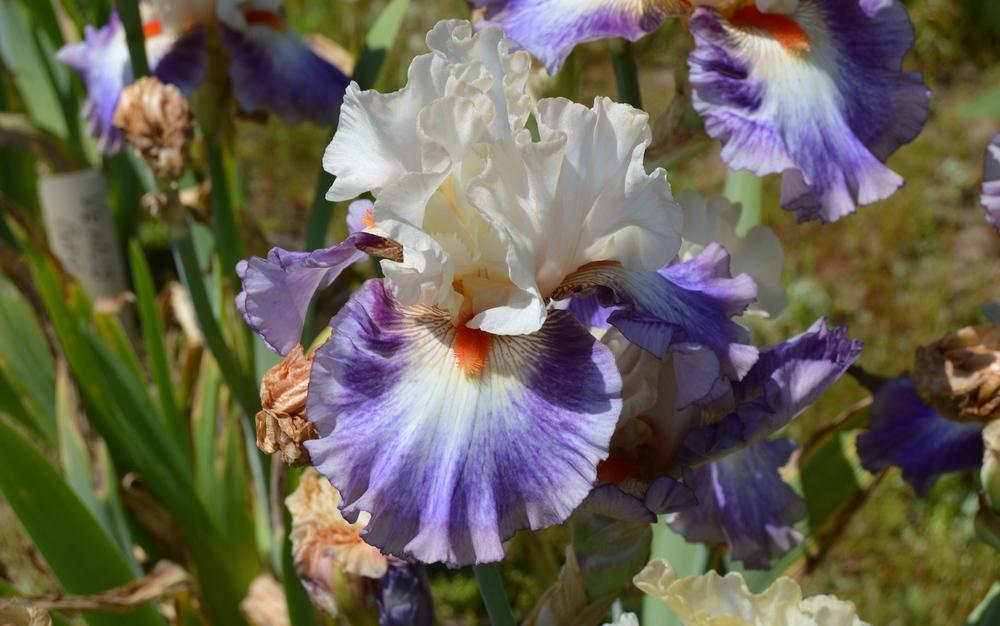 Photo of Tall Bearded Iris (Iris 'Tango Express') uploaded by KentPfeiffer