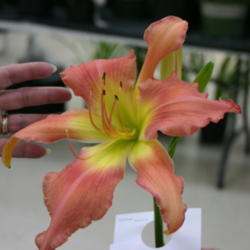 Location: Daylily show
Date: 2014-06-14