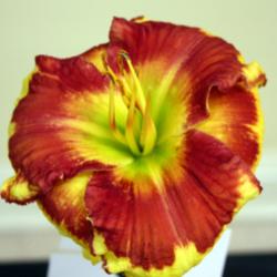Location: Daylily show
Date: 2014-06-27