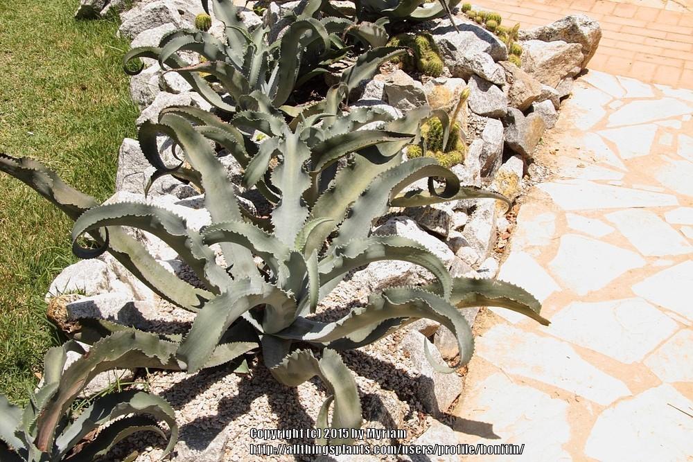 Photo of Gypsum Agave (Agave gypsophila) uploaded by bonitin