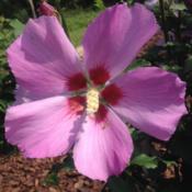Hibiscus syriacus with profuse five-inch wide pink flowers