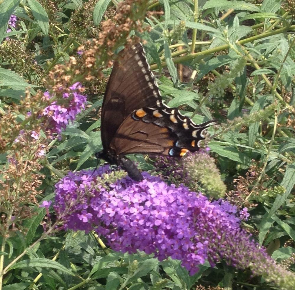 Photo of Butterfly Bush (Buddleja Buzz™ Sky Blue) uploaded by csandt