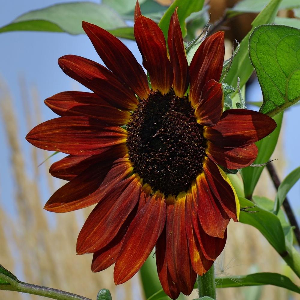 Photo of Sunflower (Helianthus annuus 'Ruby') uploaded by dirtdorphins