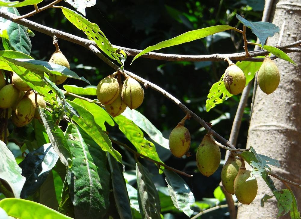 Photo of Kathalekan Marsh Nut (Semecarpus kathalekanensis) uploaded by greene
