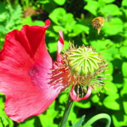 Location: central Illinois
Date: 5-15-12
Bee in flight zeroing in on poppy.