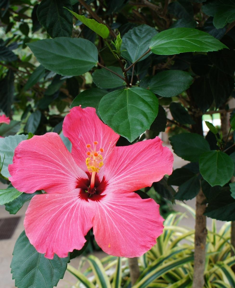 Photo of Tropical Hibiscus (Hibiscus rosa-sinensis 'Painted Lady') uploaded by skylark