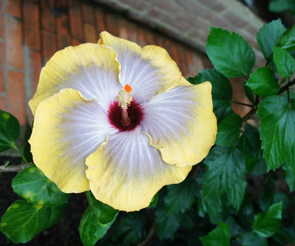Photo of Tropical Hibiscus (Hibiscus rosa-sinensis 'Fifth Dimension') uploaded by skylark