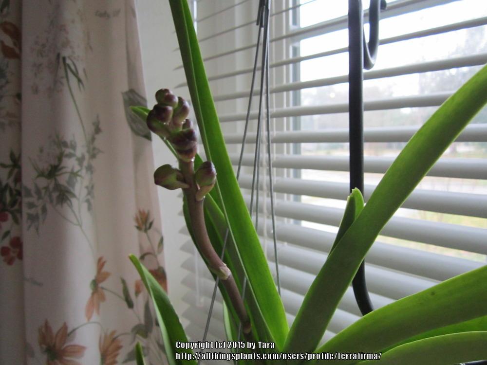 Photo of Orchid (Vanda Pachara Delight) uploaded by terrafirma