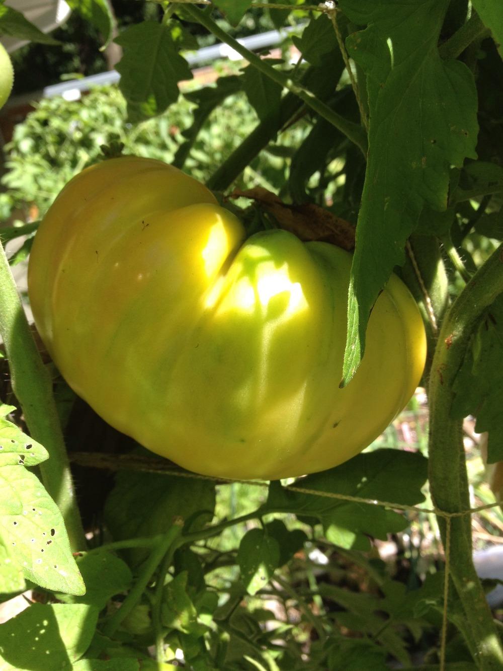 Photo of Tomato (Solanum lycopersicum 'Striped German') uploaded by Anderwood