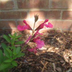 Location: Concord, NC Zone 7
Date: 2015-09-01
grown from seed winter sown, Salvia greggii 'Furman's Red' parent