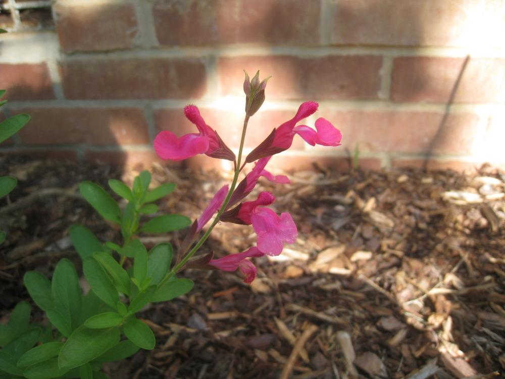 Photo of Salvias (Salvia) uploaded by Hemophobic