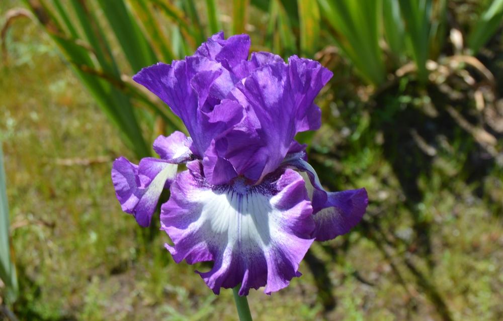 Photo of Tall Bearded Iris (Iris 'Time Alone') uploaded by KentPfeiffer