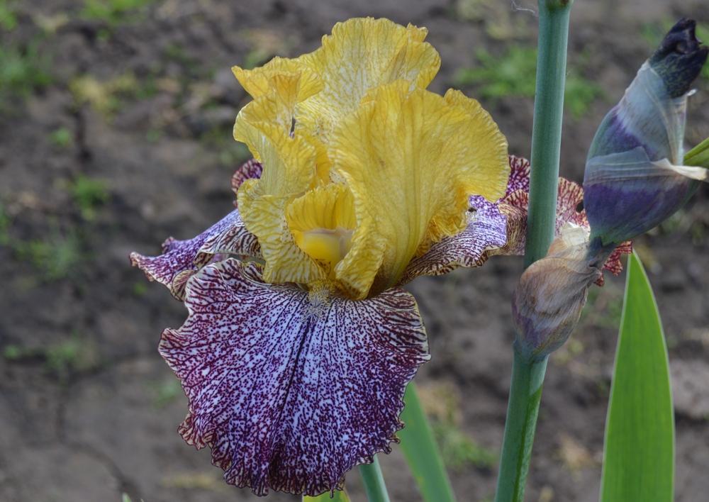 Photo of Tall Bearded Iris (Iris 'Temporal Anomaly') uploaded by KentPfeiffer