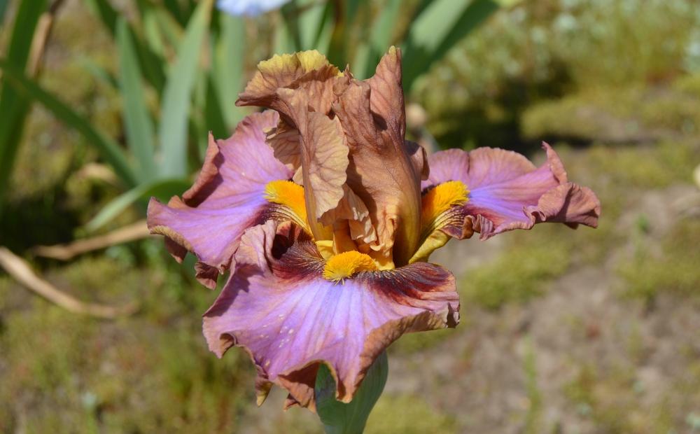 Photo of Tall Bearded Iris (Iris 'Touch of Gossip') uploaded by KentPfeiffer