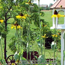 Location: Valley of the Daylilies in Lebanon, OH. Home of Dan and Jackie Bachman.
Date: July 7, 2005
