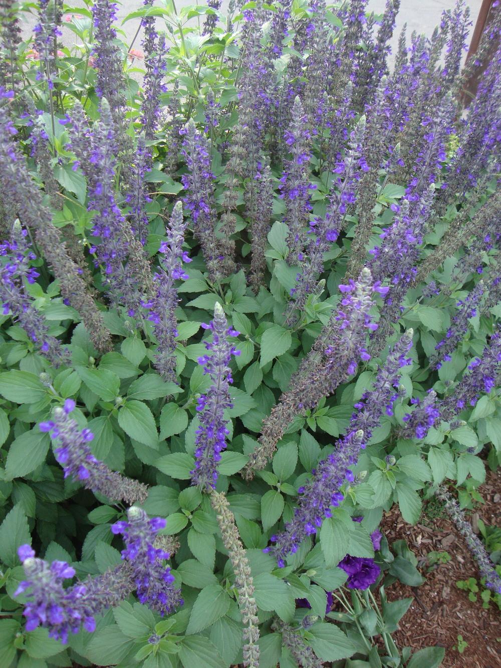 Photo of Mealycup Sage (Salvia farinacea 'Victoria Blue') uploaded by Paul2032