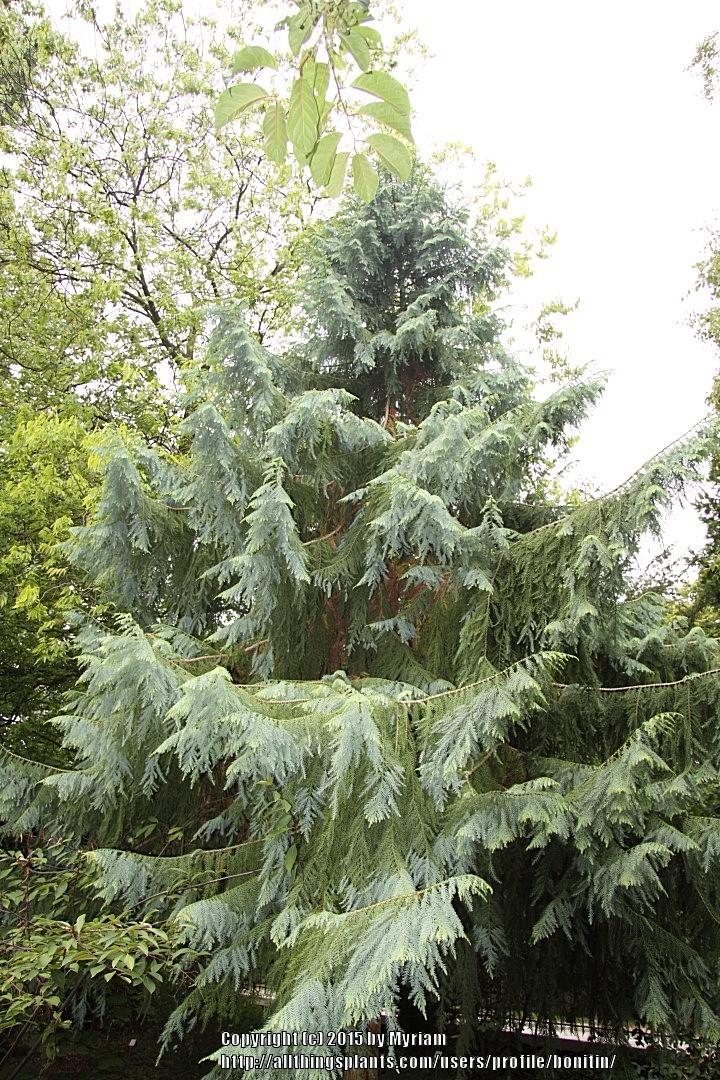 Photo of Taiwan Cedar (Taiwania cryptomerioides) uploaded by bonitin