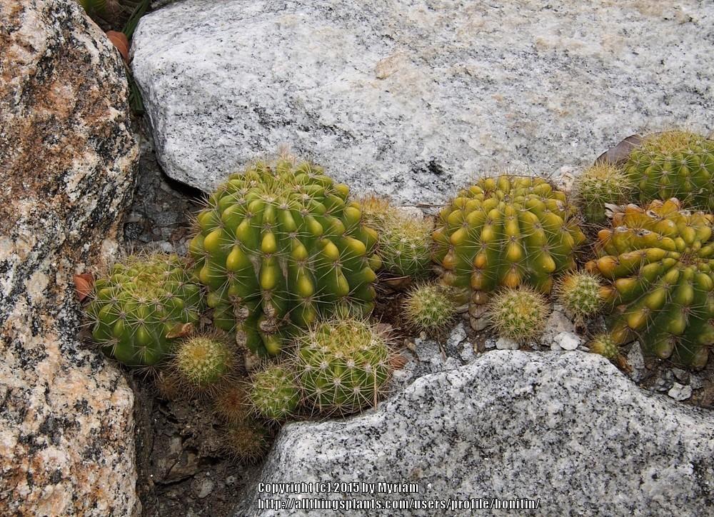 Photo of Shining Ball Cactus (Echinopsis calochlora) uploaded by bonitin