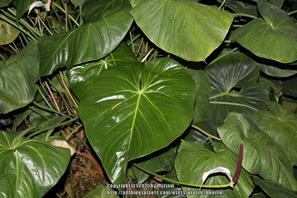Photo of Anthurium nymphaeifolium uploaded by bonitin