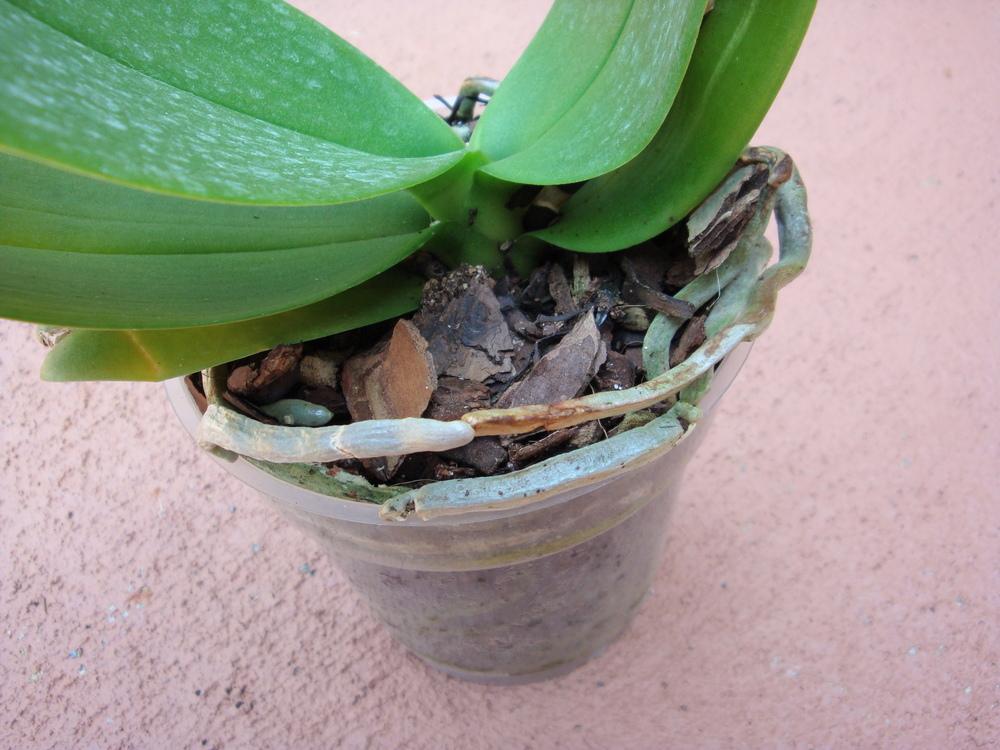Photo of Moth Orchid (Phalaenopsis Cascade 'Kimono') uploaded by flaflwrgrl