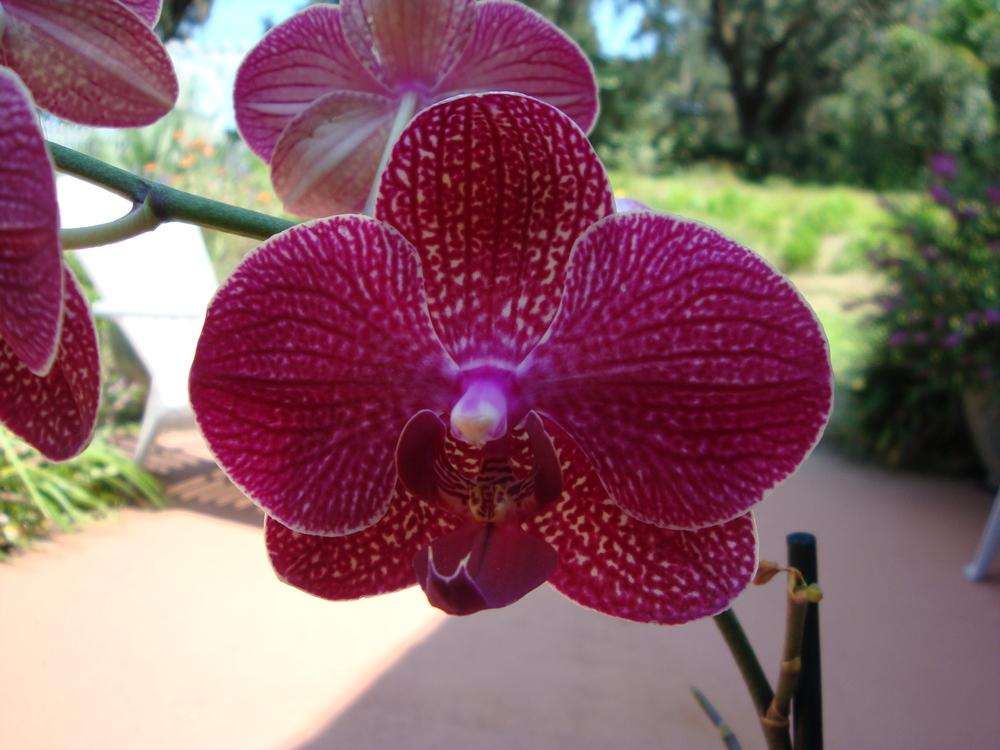 Photo of Moth Orchid (Phalaenopsis Cascade 'Kimono') uploaded by flaflwrgrl