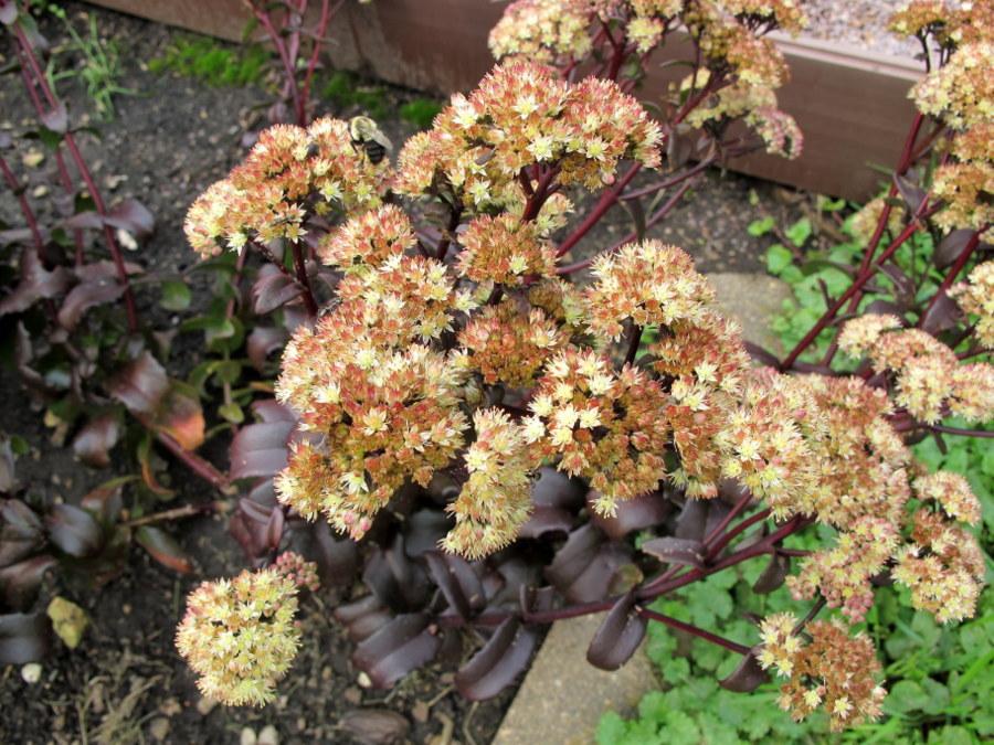 Photo of Stonecrop (Hylotelephium telephium subsp. telephium Touchdown™ Flame) uploaded by goldfinch4