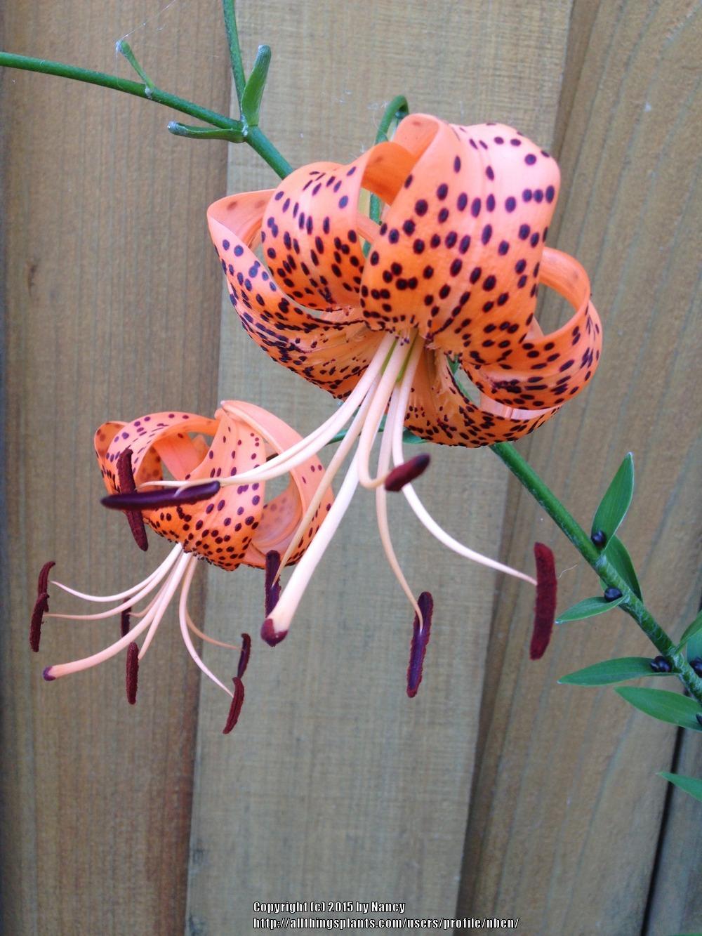 Photo of Tiger Lily (Lilium lancifolium) uploaded by nben