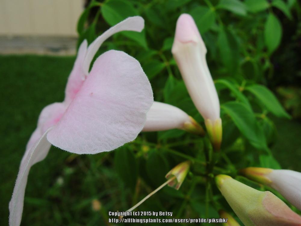 Photo of Bower Vine (Pandorea jasminoides) uploaded by piksihk