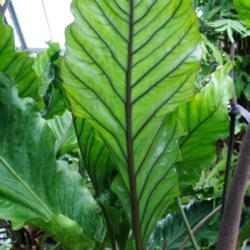 Location: Longwood gardens, PA
Date: 2015-08
conservatory - veining on the underside of the leaf
