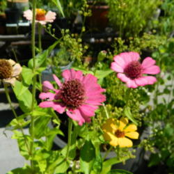 Location: Northeastern, Texas
Date: 2015-07-27
This is from seed of "scabiosaflora mix" of Z. elegans but it jus