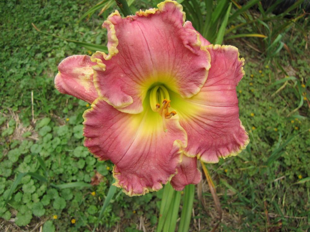 Photo of Daylily (Hemerocallis 'Shores of Time') uploaded by Claudia