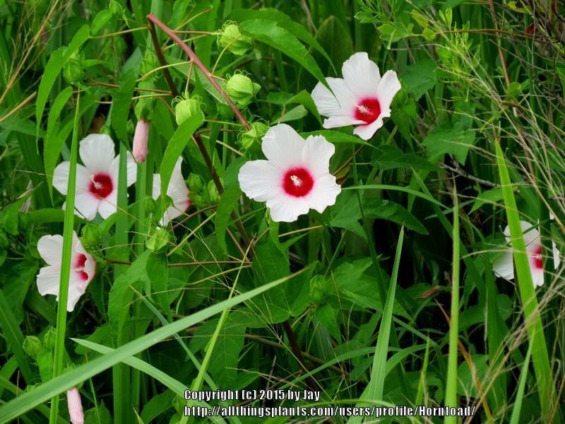 Photo of Rose Mallow (Hibiscus laevis) uploaded by Horntoad