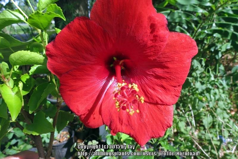 Photo of Tropical Hibiscus (Hibiscus rosa-sinensis 'Tortuga Wind') uploaded by Horntoad