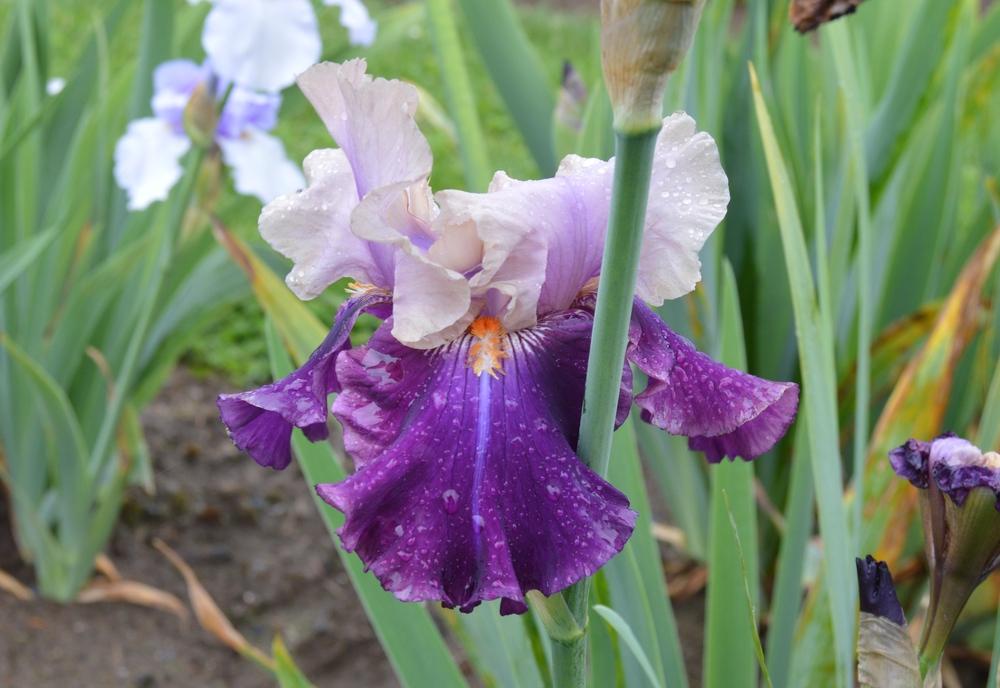 Photo of Tall Bearded Iris (Iris 'After Party') uploaded by KentPfeiffer