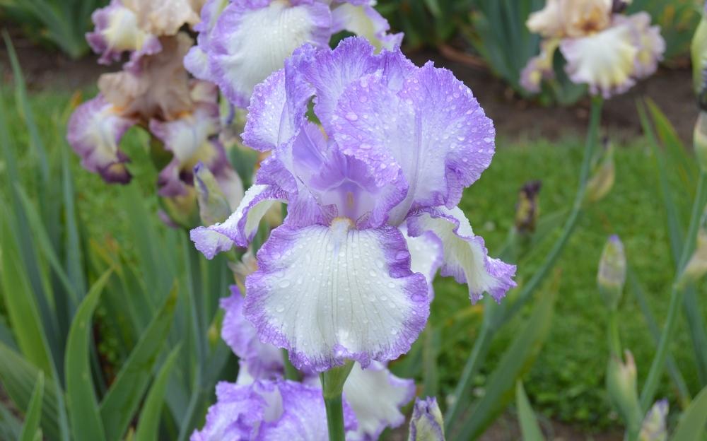 Photo of Tall Bearded Iris (Iris 'Age of Miracles') uploaded by KentPfeiffer
