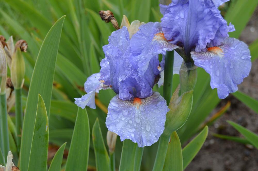 Photo of Intermediate Bearded Iris (Iris 'Aeolius') uploaded by KentPfeiffer