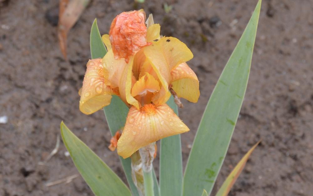Photo of Miniature Tall Bearded Iris (Iris 'Alani') uploaded by KentPfeiffer