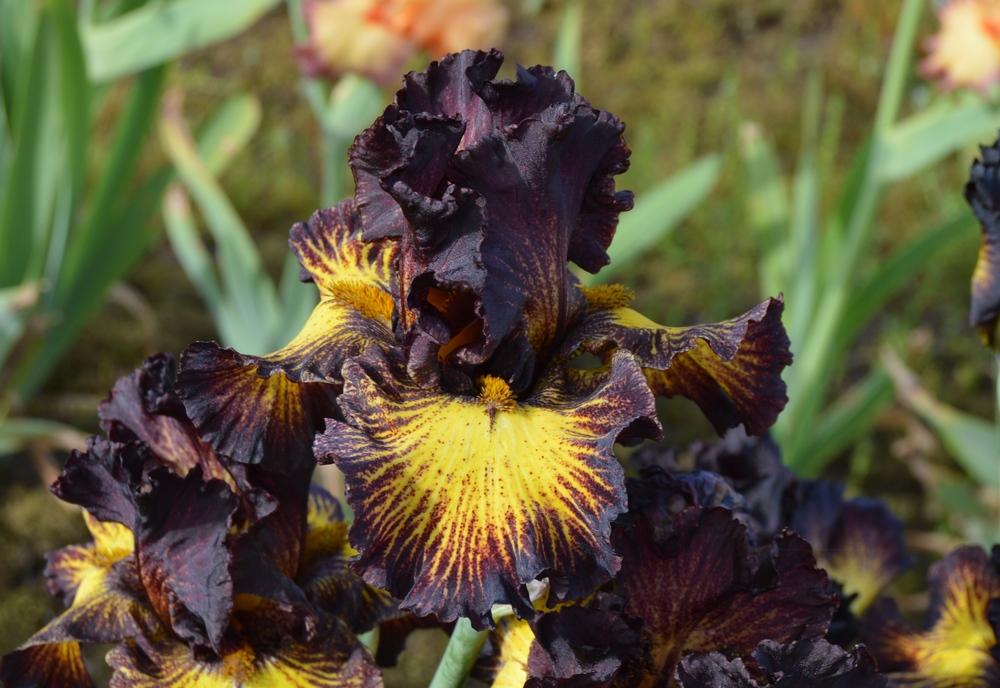 Photo of Tall Bearded Iris (Iris 'Tuscan Summer') uploaded by KentPfeiffer