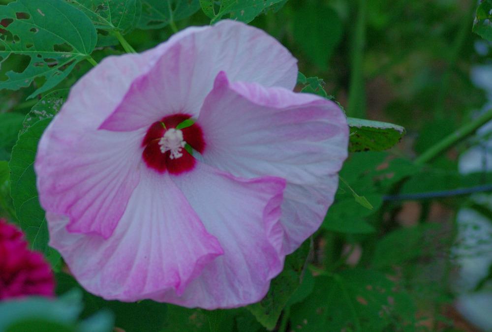 Photo of Hybrid Hardy Hibiscus (Hibiscus Luna™ Pink Swirl) uploaded by Rose1656