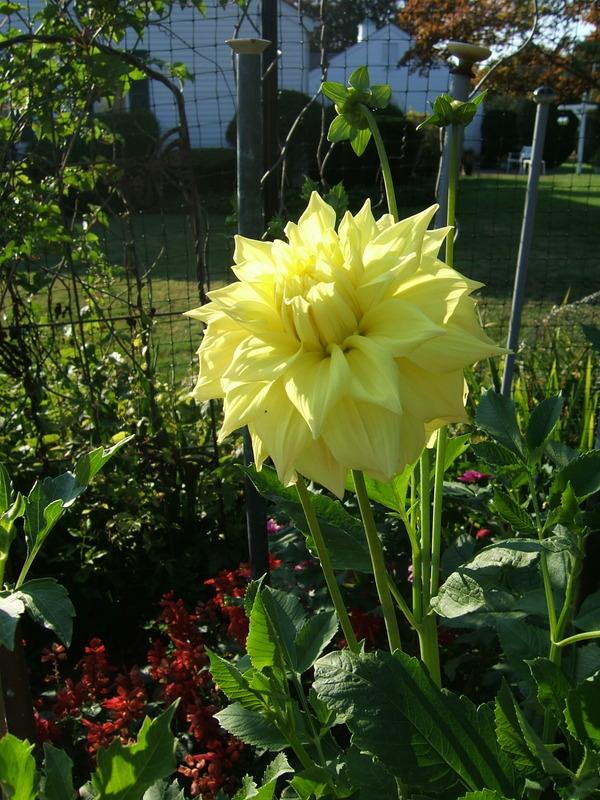Photo of Dahlia 'Penhill Yellow Queen' uploaded by pirl