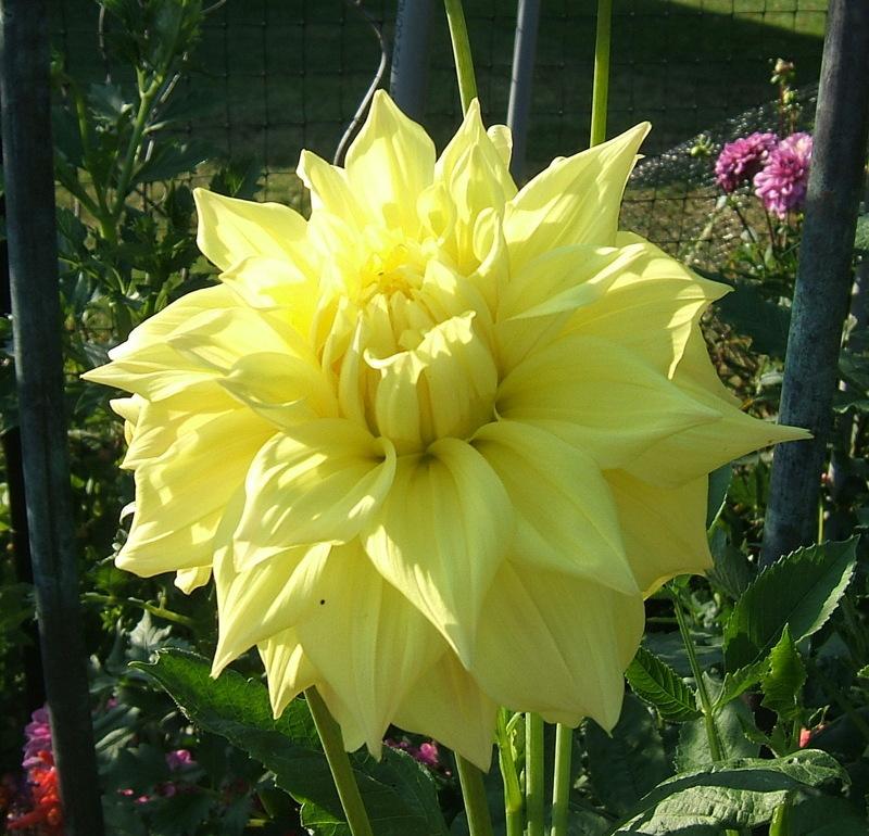 Photo of Dahlia 'Penhill Yellow Queen' uploaded by pirl