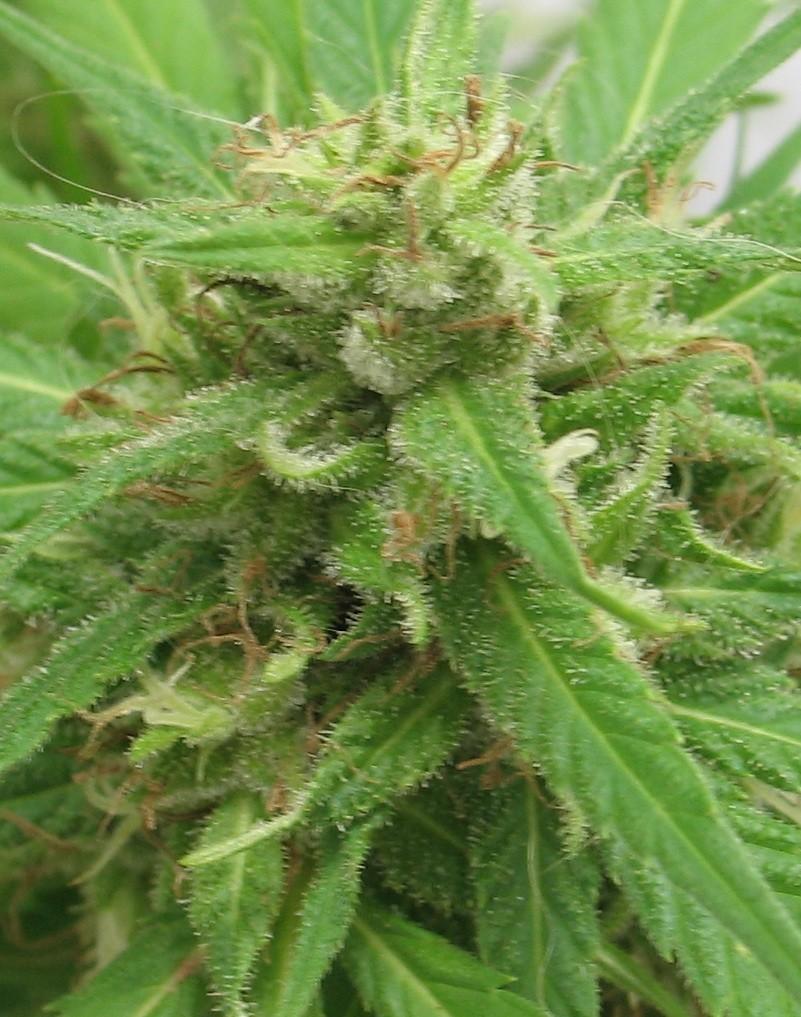 Photo of Marijuana (Cannabis 'Morning Star') uploaded by robertduval14