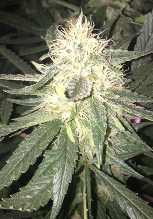 Photo of Marijuana (Cannabis sativa subsp. indica 'Granddaddy Purple') uploaded by robertduval14