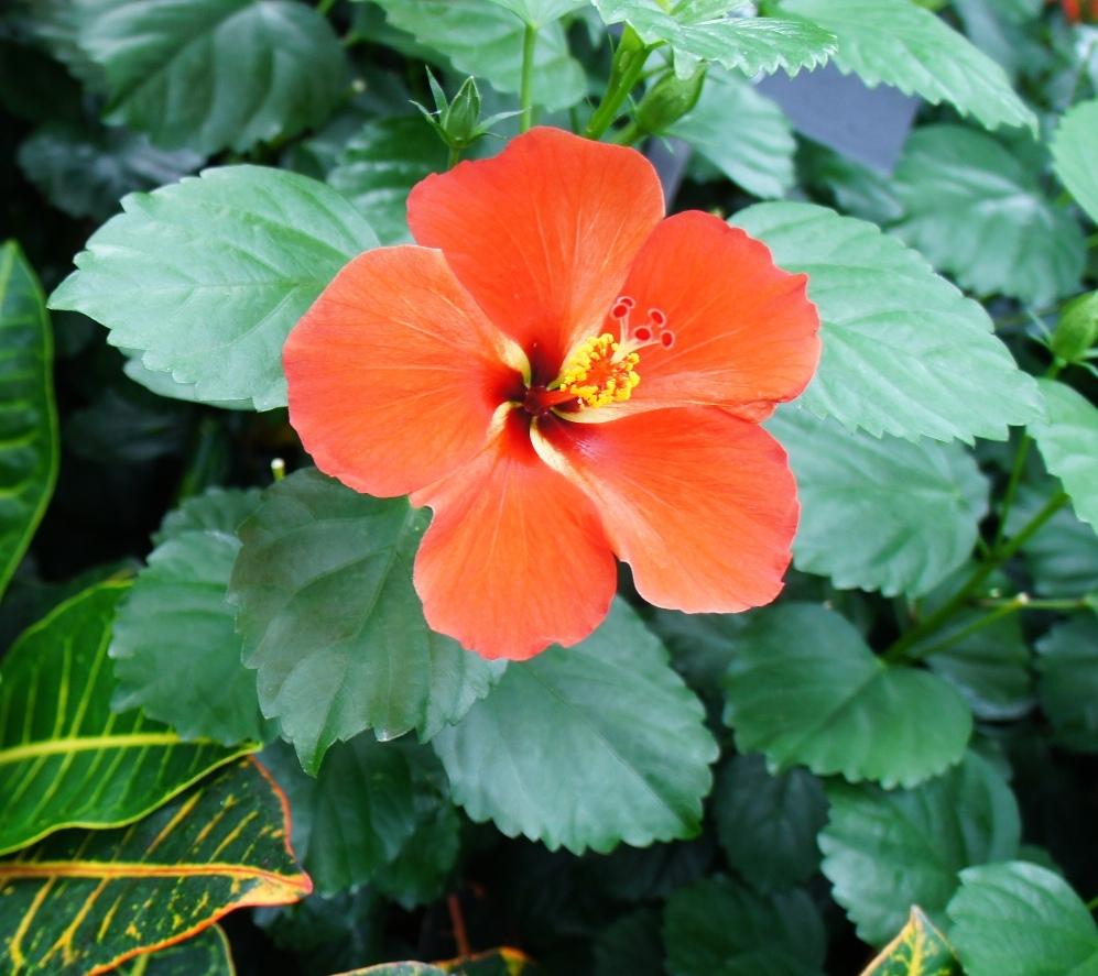 Photo of Tropical Hibiscus (Hibiscus rosa-sinensis 'Starry Wind') uploaded by skylark