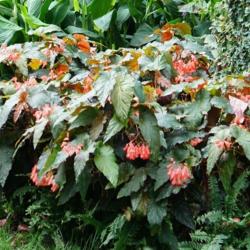 Location: Longwood gardens, PA
Date: 2015-08
conservatory - cane-like begonia